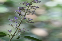Vitex negundo